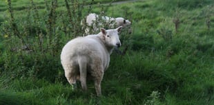 Sheep worrying by dogs: 87 per cent  report attacks