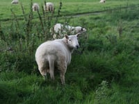 Sheep worrying by dogs: 87 per cent  report attacks