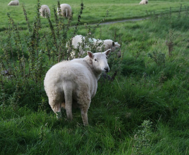 Sheep worrying by dogs: 87 per cent  report attacks