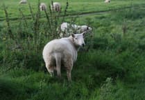 UK sheep attacks escalate, action needed