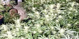 Farmhouse cannabis gang sentenced after Operation Mechanic raid