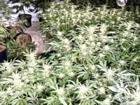Farmhouse cannabis gang sentenced after Operation Mechanic raid