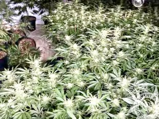 Farmhouse cannabis gang sentenced after Operation Mechanic raid