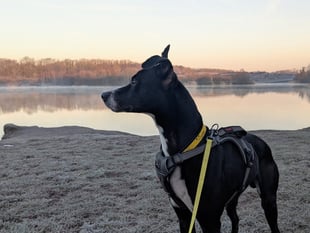 Could you provide a temporary home to a dog in need?