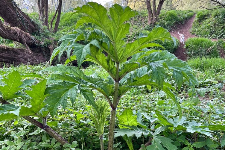 Giant Hogweed