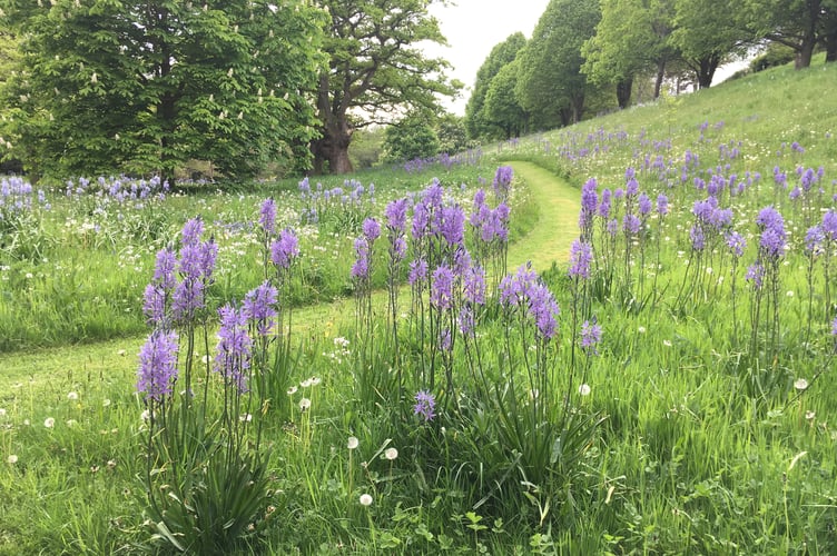 Camassias