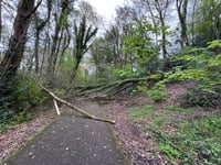 
Fallen tree blocks popular cycling and walking route 