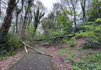Fallen tree blocks popular cycling and walking route