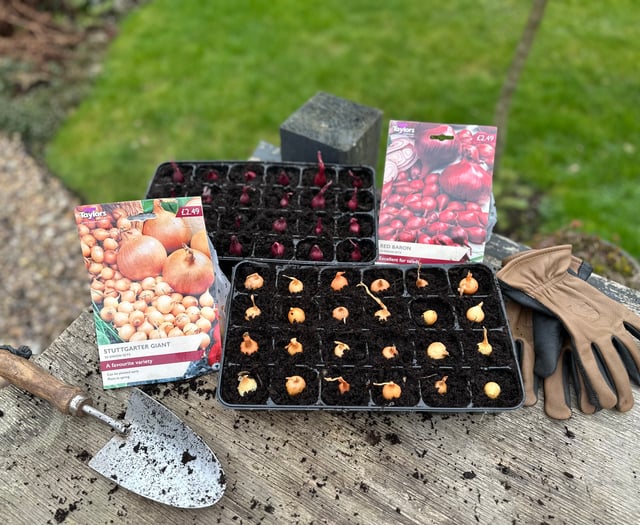The vegetables you should be planting in your garden right now