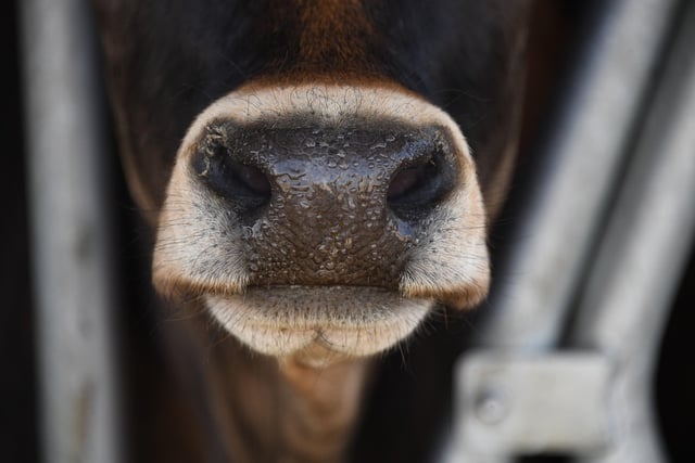 Bluetongue changes must be accelerated, says NFU Cymru