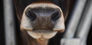 Bluetongue changes must be accelerated, says NFU Cymru