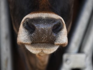 Bluetongue changes must be accelerated, says NFU Cymru