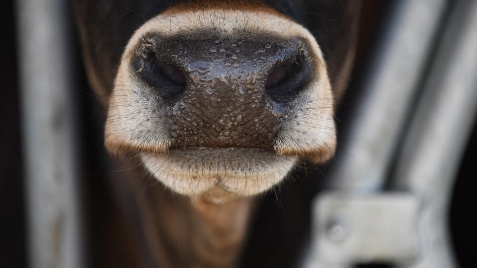 Farming unions welcome all-Wales Bluetongue Restricted Zone