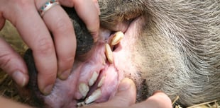 The search is on for BVA’s Young Vet of the Year 2025 