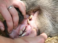 The search is on for BVA’s Young Vet of the Year 2025 