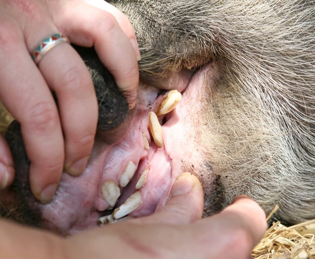 The search is on for BVA’s Young Vet of the Year 2025 