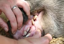 The search is on for BVA’s Young Vet of the Year 2025