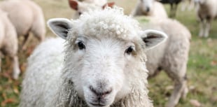 Ewe looking at me? Stray sheep invading World Heritage town