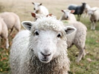 Ewe looking at me? Stray sheep invading World Heritage town