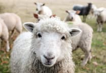 Ewe looking at me? Stray sheep invading World Heritage town