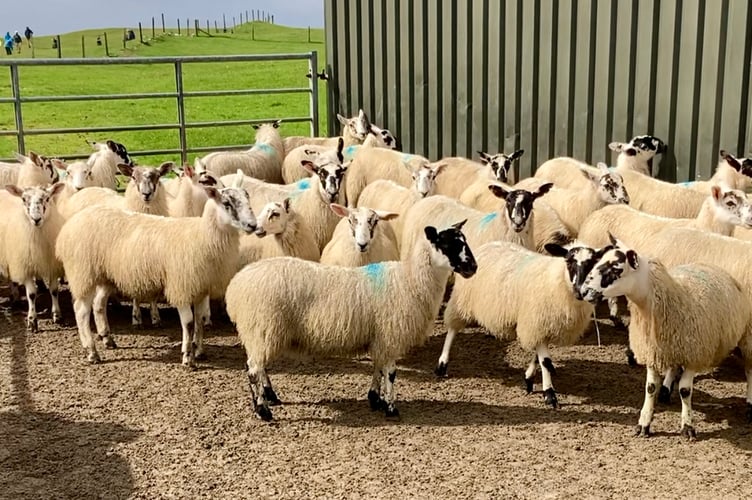 Lambs