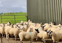 Blowfly warning for South Wales sheep farmers