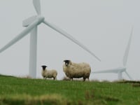 Powys calls to pause wind farm plans