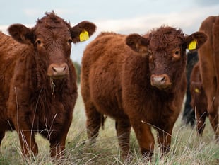 Local livestock trade hit by restrictions