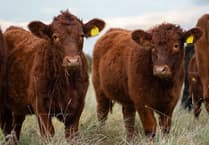 Local livestock trade faces crisis