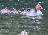 
WATCH! Take a walk on Abergavenny’s wild side
