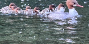 
WATCH! Take a walk on Abergavenny’s wild side
