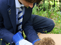 Rescued hedgehog nursed to health in Abergavenny