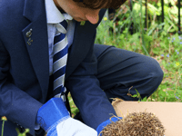 Rescued hedgehog nursed to health in Abergavenny