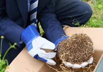 Hedgehog rescued by Monmouth school recovers in Abergavenny