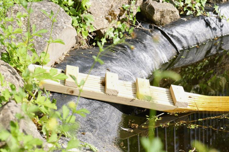 The new ramp Haberdashers Monmouth school made for injured hedgehog