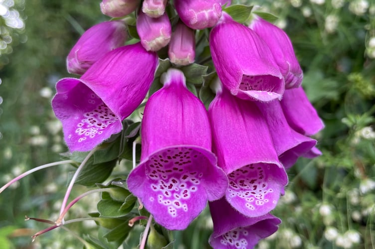 Foxglove