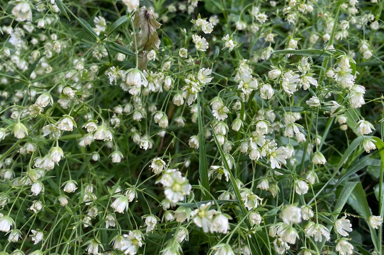 Stitchwort