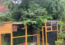 Garden tree poses threat to Llanfoist family