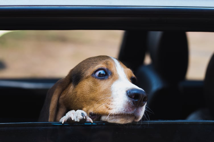 The dog was left in the car that had to suffer from the heat in the car.