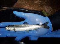 Young salmon blocked by River Usk barriers