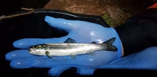 Young salmon blocked by River Usk barriers