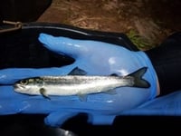 Young salmon blocked by River Usk barriers