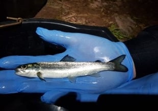 Young salmon blocked by River Usk barriers