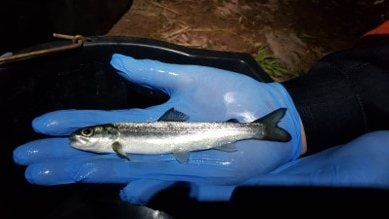 Young salmon blocked by River Usk barriers
