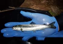 River Usk barriers hinder salmon migration