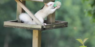 
Is Monmouthshire at risk of an invasion by crack-eating squirrels? 
