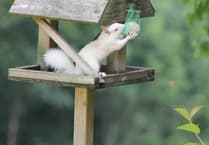 Is Monmouthshire at risk of an invasion by crack-eating squirrels?