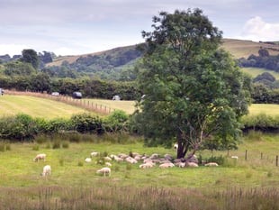 Reaction to new-look sustainable farming scheme