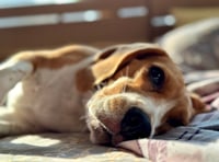 Social media users warn about not walking your dog in the sun! 