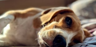 Social media users warn about not walking your dog in the sun! 